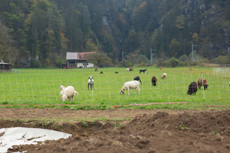 Schafe beim Grasen